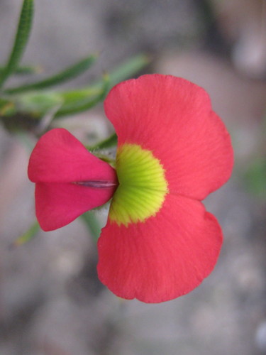 Image of Needle-Leaved Chorizema (Chorizema aciculare) by (c) Andrew Thornhill, some rights reserved (CC BY)