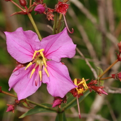 Rhexia alifanus