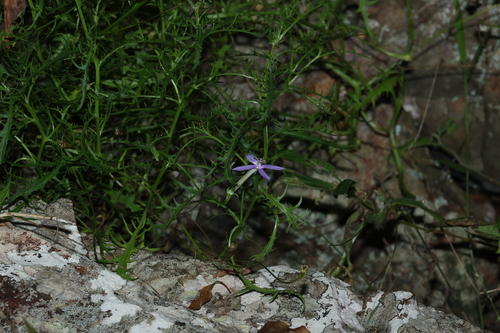 Image of Lithotoma axillaris by (c) Greg Tasney, some rights reserved (CC BY-SA)
