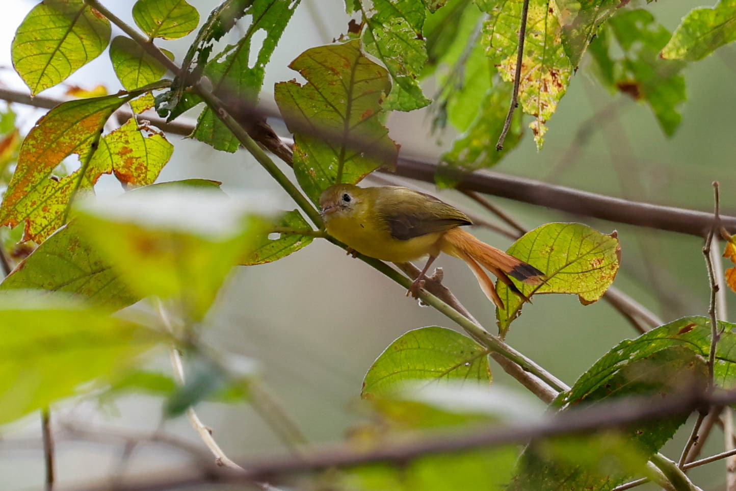 Livingstone's Flycatcher (Erythrocercus livingstonei), photo 5