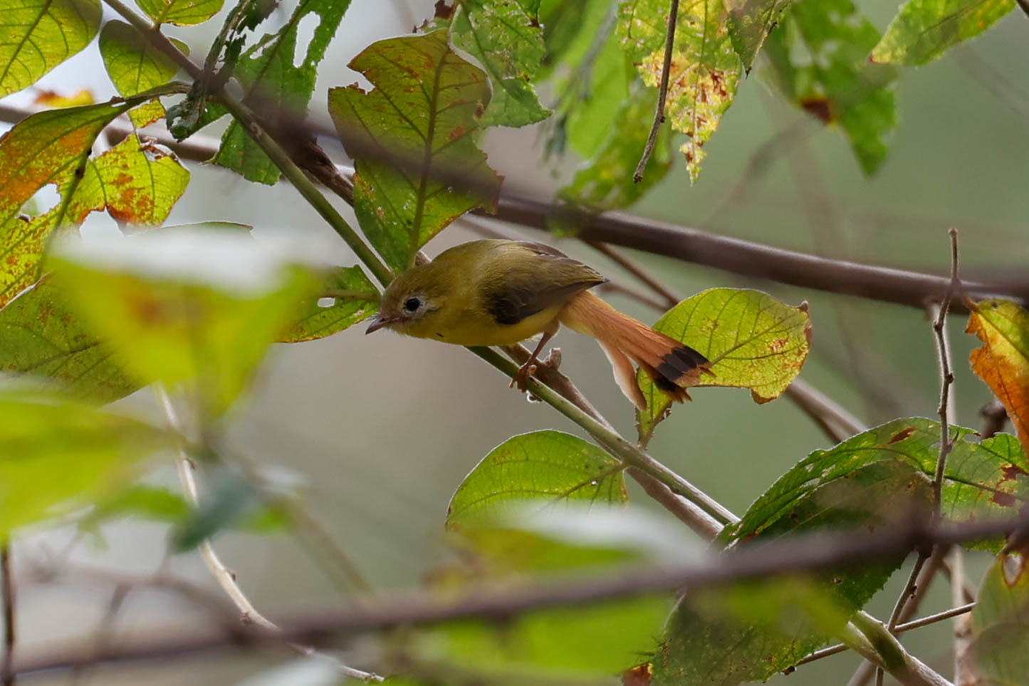 Livingstone's Flycatcher (Erythrocercus livingstonei), photo 6