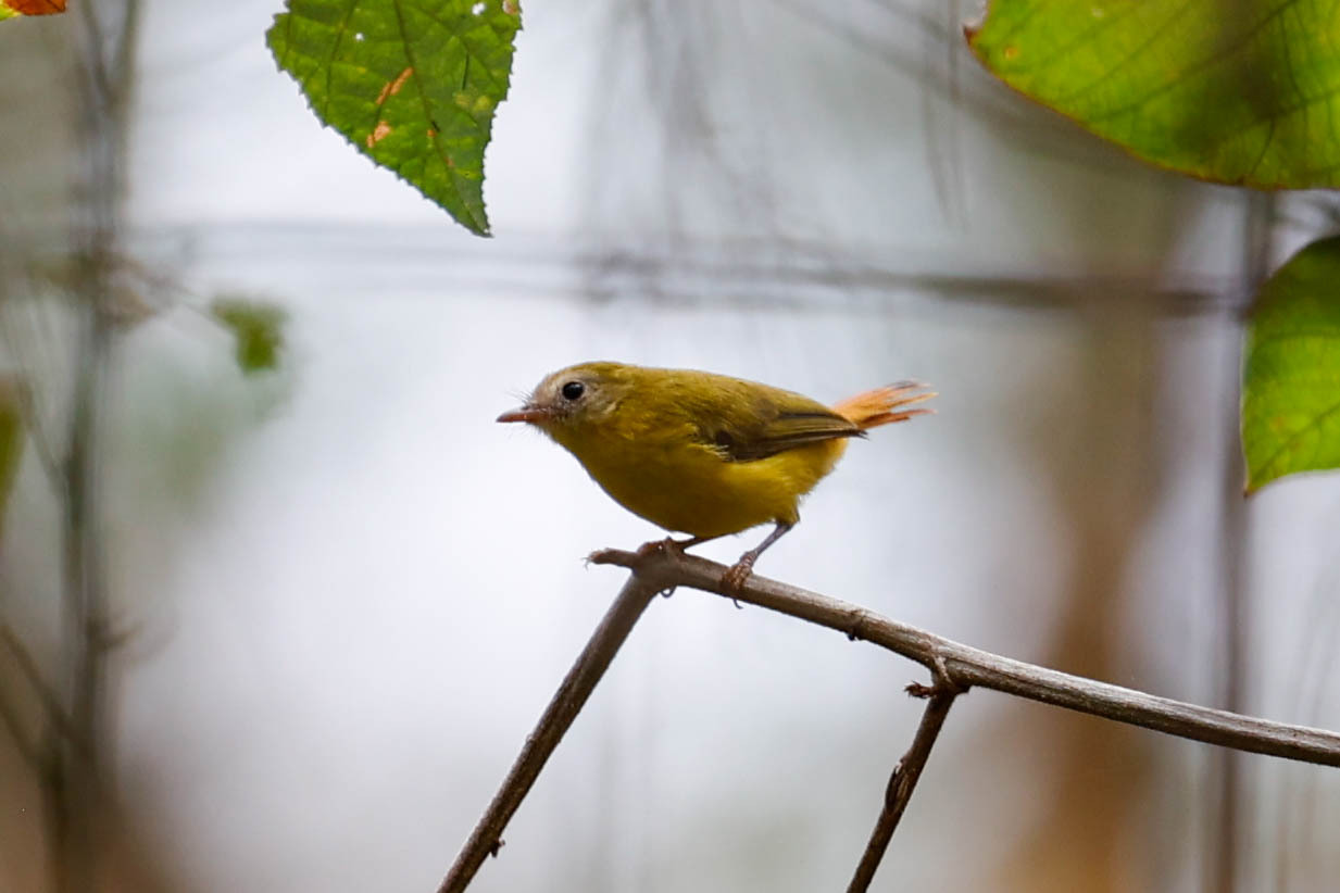 Livingstone's Flycatcher (Erythrocercus livingstonei), photo 7