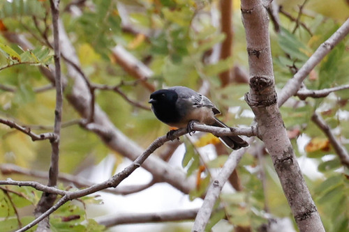 Rufous-bellied Tit (Melaniparus rufiventris), photo 6