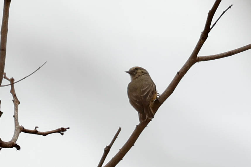 Grey Penduline Tit (Anthoscopus caroli), photo 7