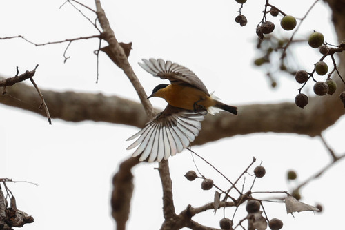 iNaturalist image