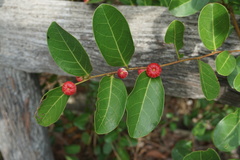 Glochidion littorale