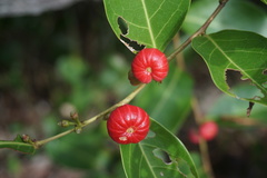 Glochidion littorale