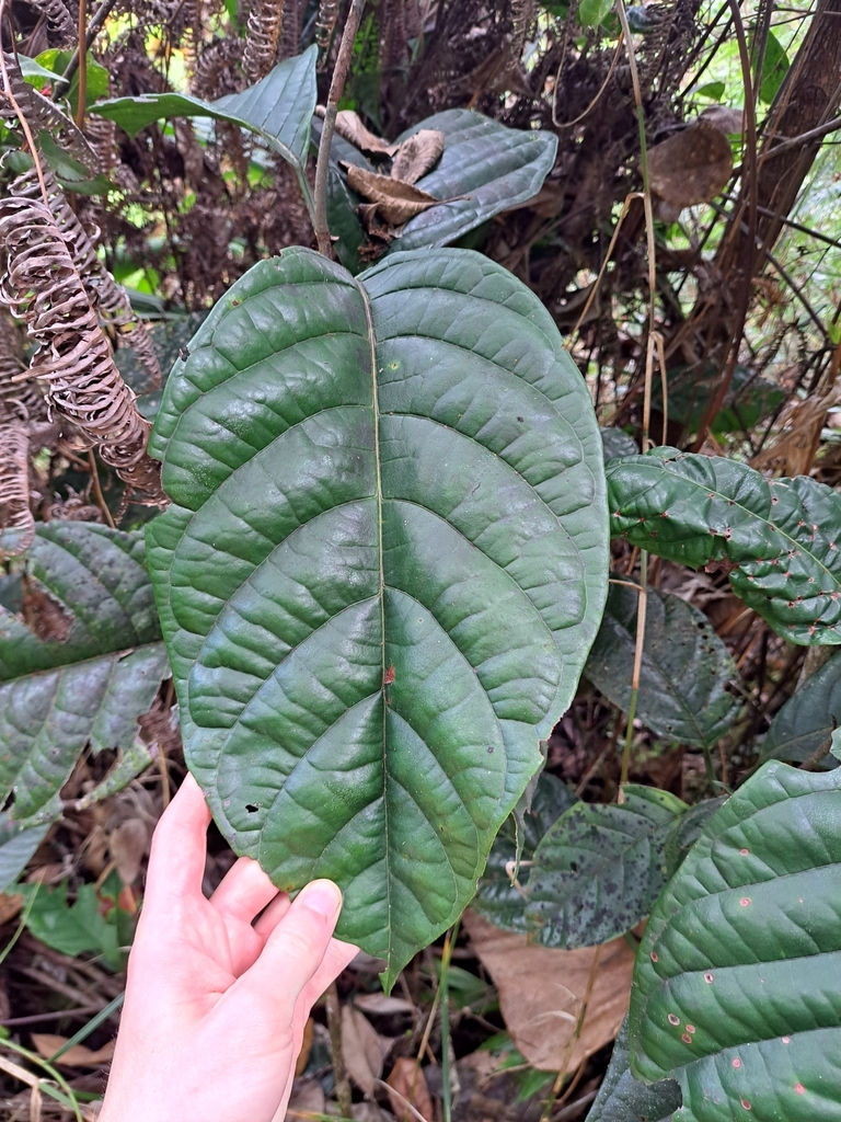 Coccoloba dussii