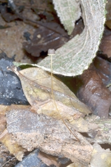 Mycena picta