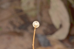 Mycena picta