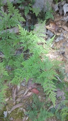 Cheilanthes tenuifolia