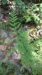 Cheilanthes tenuifolia