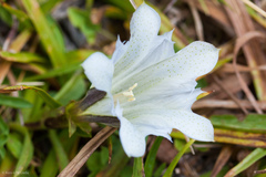 Gentiana newberryi