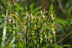 Vaccinium japonicum lasiostemon