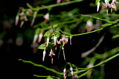 Vaccinium japonicum lasiostemon