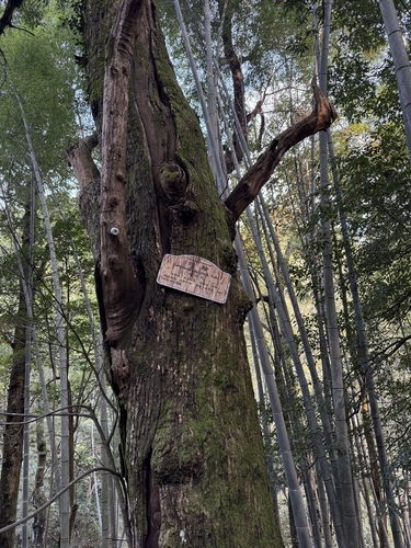 Castanopsis eyrei