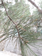 Pinus bungeana