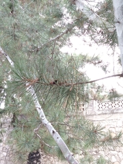 Pinus bungeana