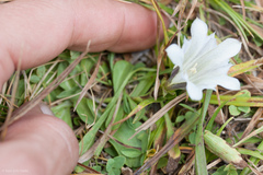 Gentiana newberryi