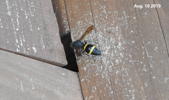 Orancistrocerus drewseni