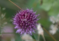 Allium sphaerocephalon
