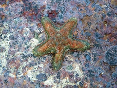 Aquilonastra coronata