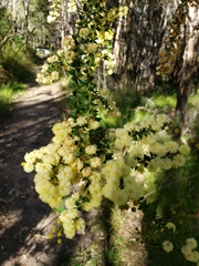 Acacia hubbardiana