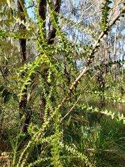 Acacia hubbardiana