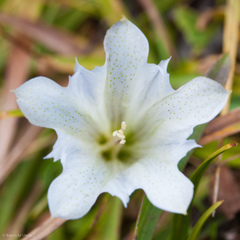 Gentiana newberryi