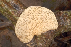 Mycobonia