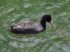 Fulica atra