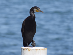 Phalacrocorax carbo