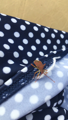 Gonocerus insidiator