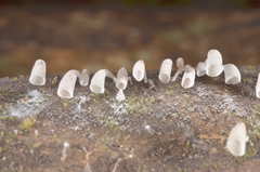 Calyptella longipes