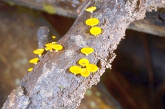 Dicephalospora rufocornea