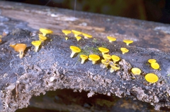 Dicephalospora rufocornea