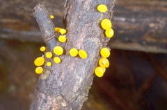 Dicephalospora rufocornea