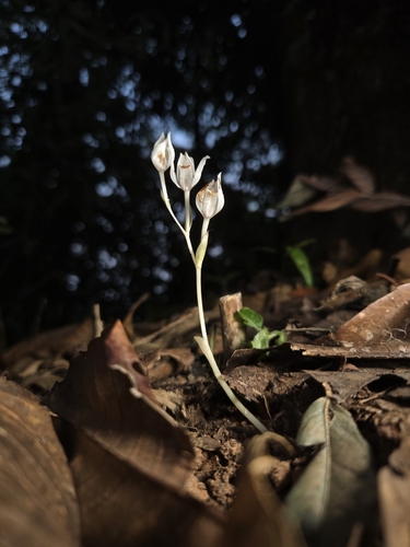 Cephalanthera exigua
