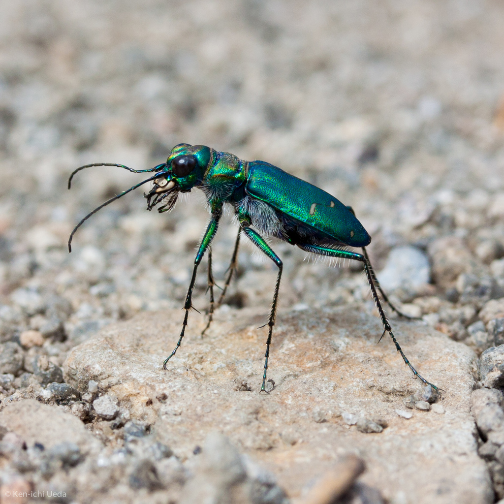 Dispirited Tiger Beetle