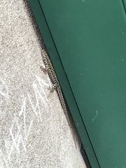 Podarcis muralis maculiventris