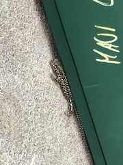 Podarcis muralis maculiventris
