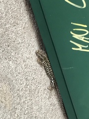 Podarcis muralis maculiventris