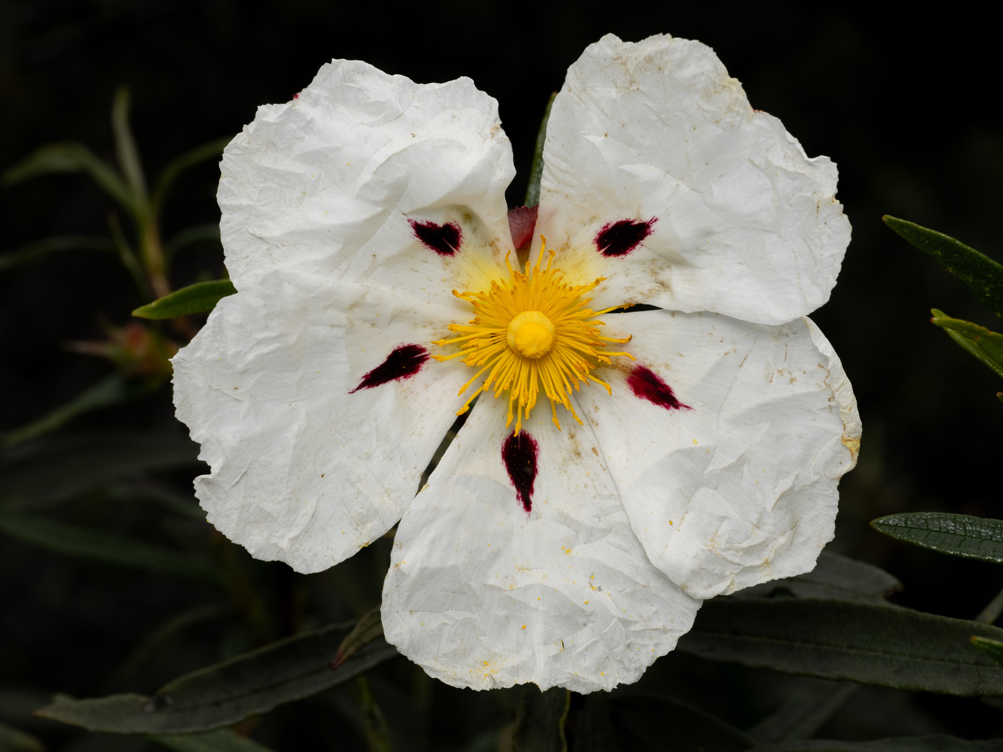 Cistus ladanifer