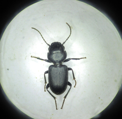 Dixus clypeatus