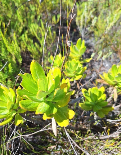 Image of Capelio caledonica by (c) Adele SL, some rights reserved (CC BY)