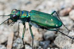 Cicindela depressula