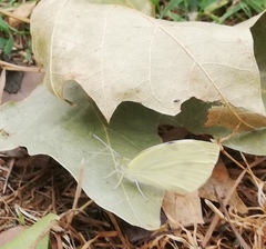 Pieris rapae