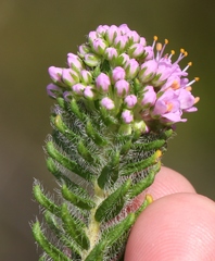 Agathosma serpyllacea
