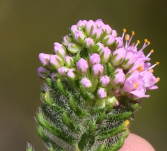Agathosma serpyllacea