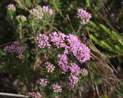 Agathosma serpyllacea